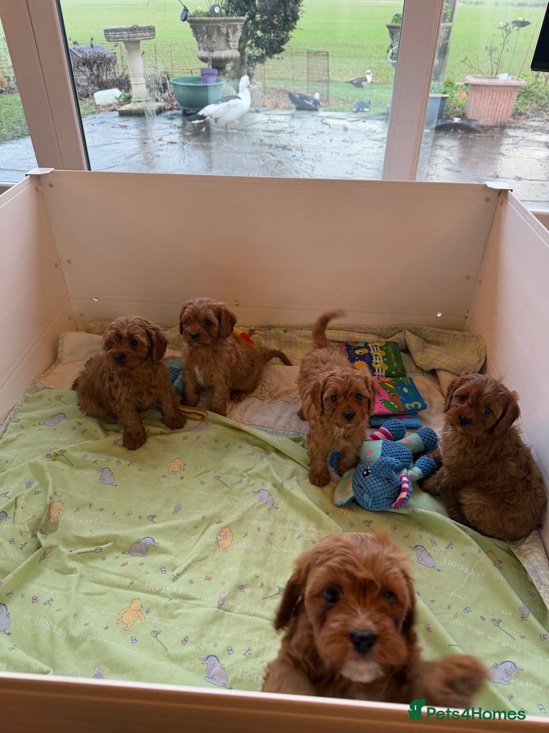 Cavapoo dogs for sale: Stunning fox red Cavapoo puppies - Advert 7
