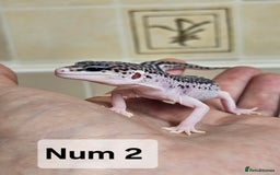 Leopard Gecko reptiles for sale: Blacknight macksnows and supersnows in tremper - Image 17