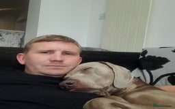 Weimaraner dogs for stud: GHOST Silver Weimeraner 3years Full Ped & Papers  - Image 12