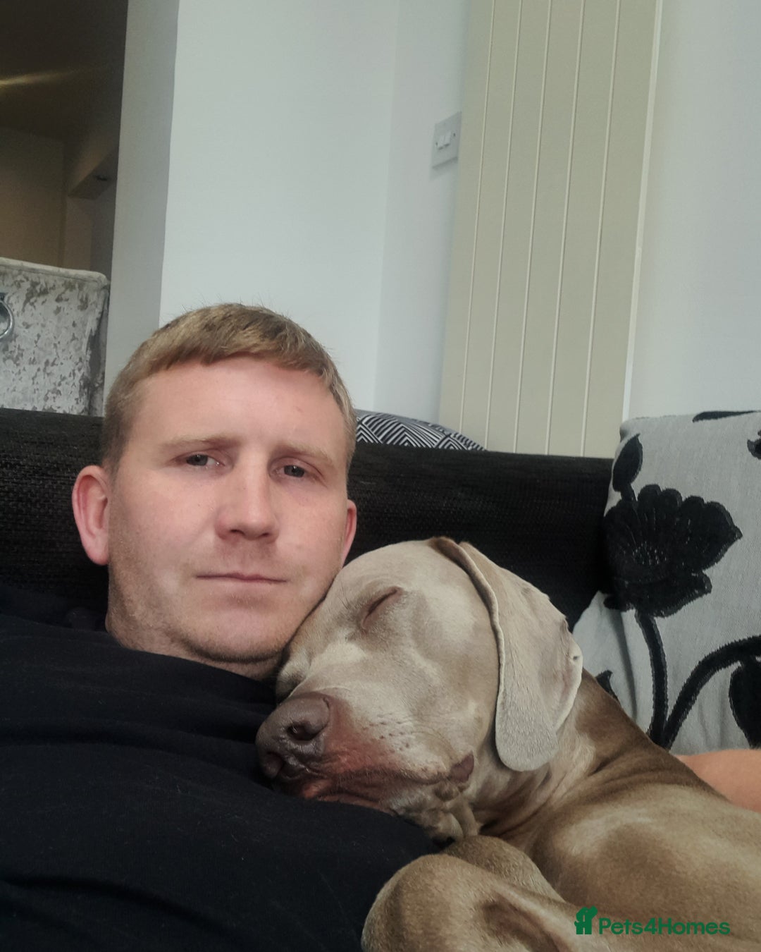 Weimaraner dogs for stud: GHOST Silver Weimeraner 3years Full Ped & Papers  - Image 12