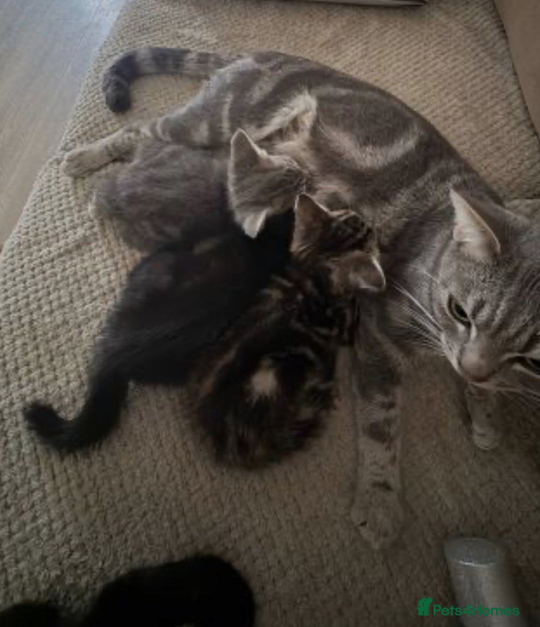 British Shorthair cats for sale:  **   - Advert 5