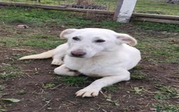 Mixed Breed dogs for adoption: MEET ALASKA - Image 7