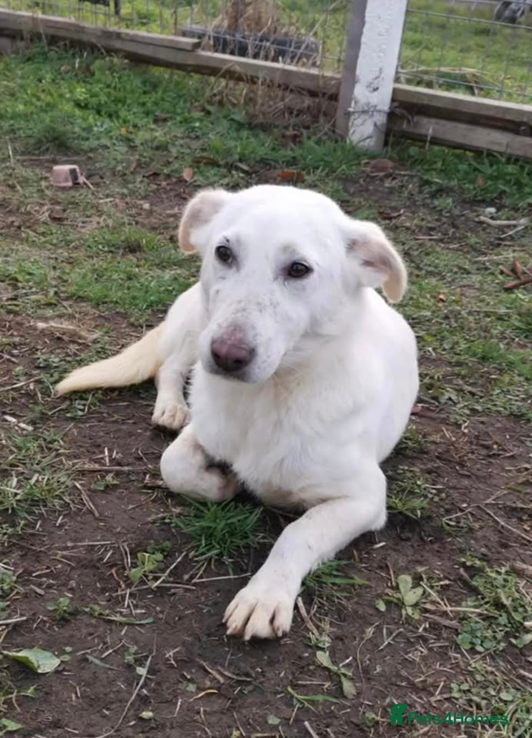 Mixed Breed dogs for adoption: MEET ALASKA - Image 7