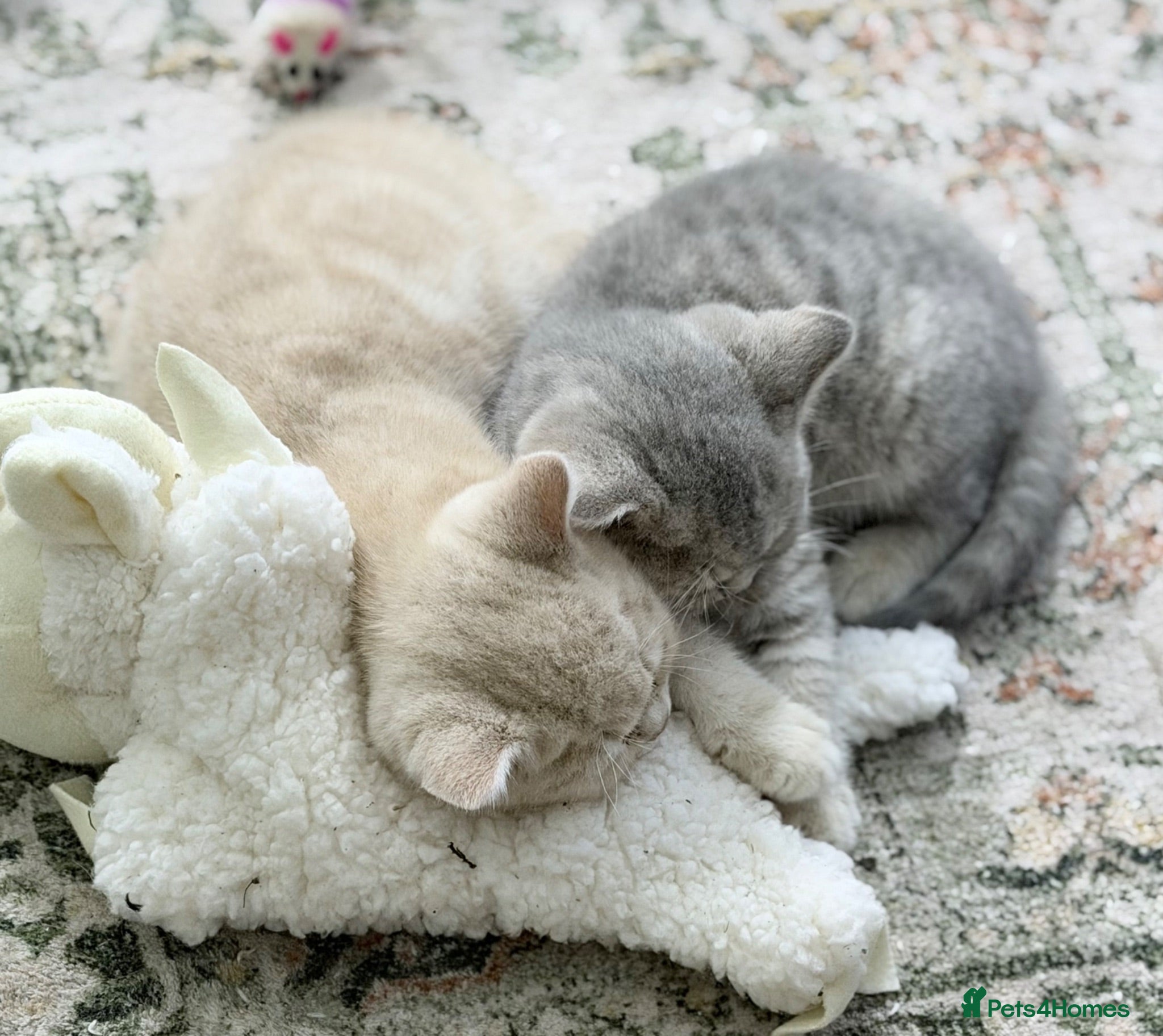 British Shorthair cats last GCCF British shorthair kitten to reserve - Advert 1