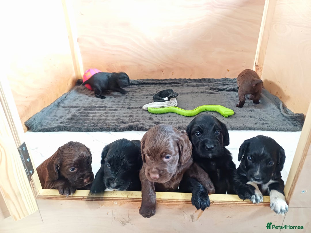 Cocker Spaniel dogs for sale: Working cocker spaniels 4 weeks old - Image 25