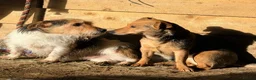 Jack Russell dogs for sale: Gorgeous jack Russell puppies - Advert 3