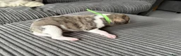 Whippet dogs for sale: Beautiful KC Registered Whippet Puppies - Advert 5