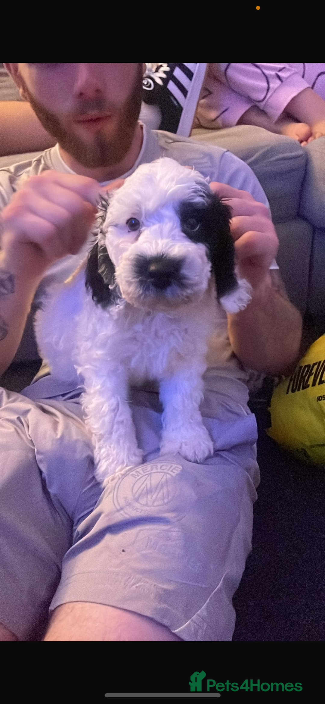 Cockapoo dogs for sale: Cockpoo puppy - Image 4