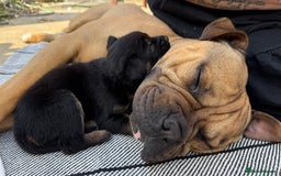 Mixed Breed dogs for sale: German Shepherd cross American bulldog puppies - Image 22