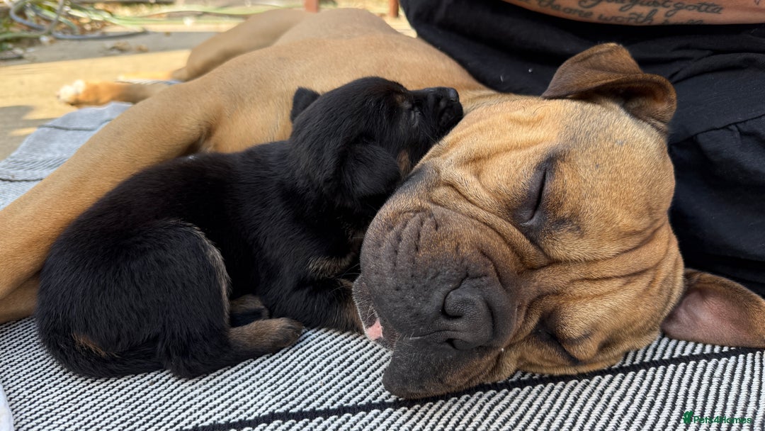 Mixed Breed dogs for sale: German Shepherd cross American bulldog puppies - Image 22