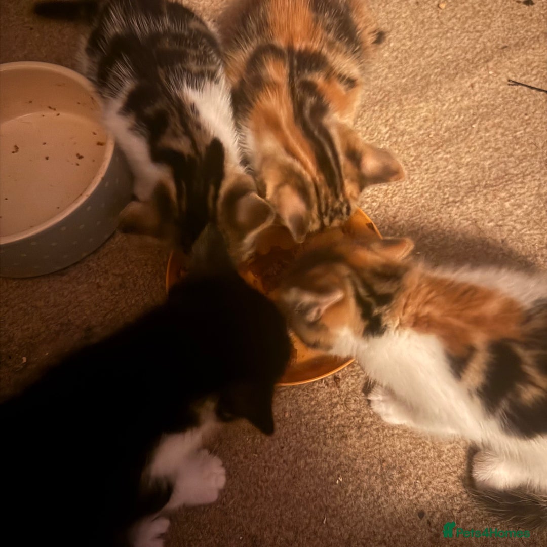 Mixed Breed cats for sale: beautiful kittens looking for forever loving homes - Image 3