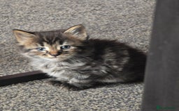 Mixed Breed cats for sale: 5 beautiful kittens  - Image 4