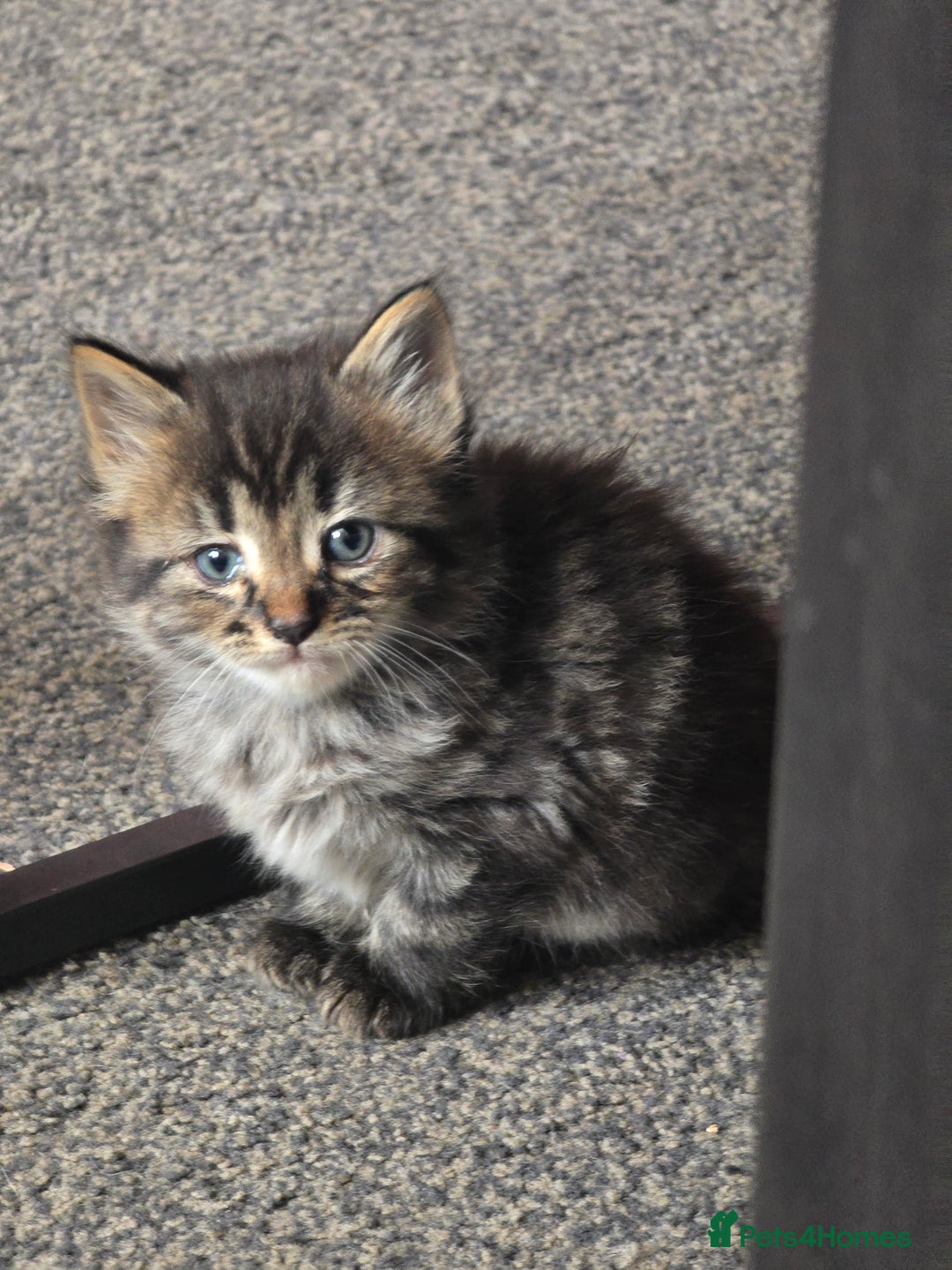 Mixed Breed cats for sale: 5 beautiful kittens  - Image 4