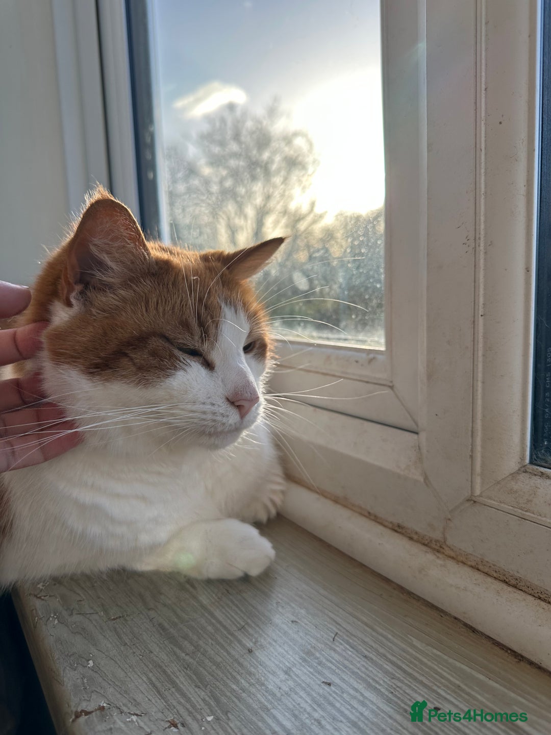 Domestic Shorthair cats for sale: Momie the Foodie - Advert 23