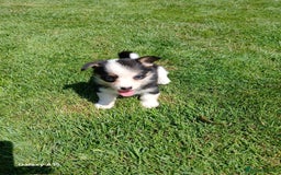 Welsh Corgi Pembroke dogs for sale: Pembroke corgi puppies  in Sturminster Newton - Image 5
