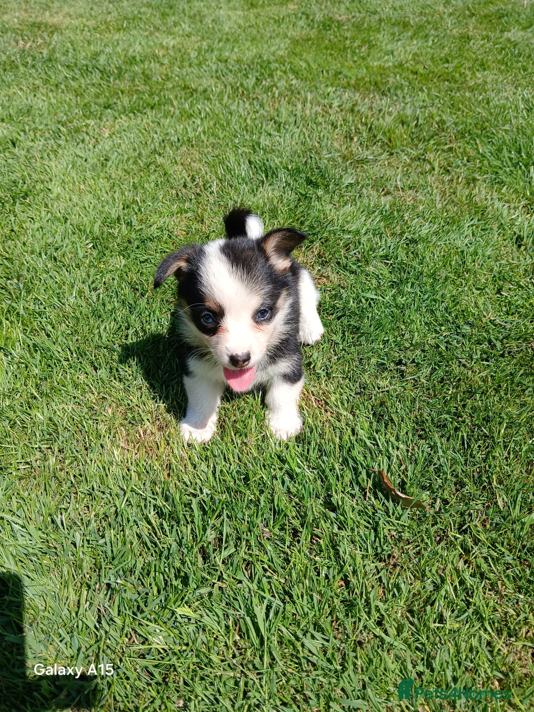 Welsh Corgi Pembroke dogs for sale: Pembroke corgi puppies  in Sturminster Newton - Image 5