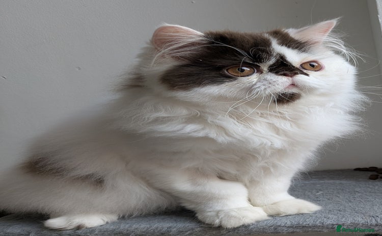 Persian cats - Advert 1