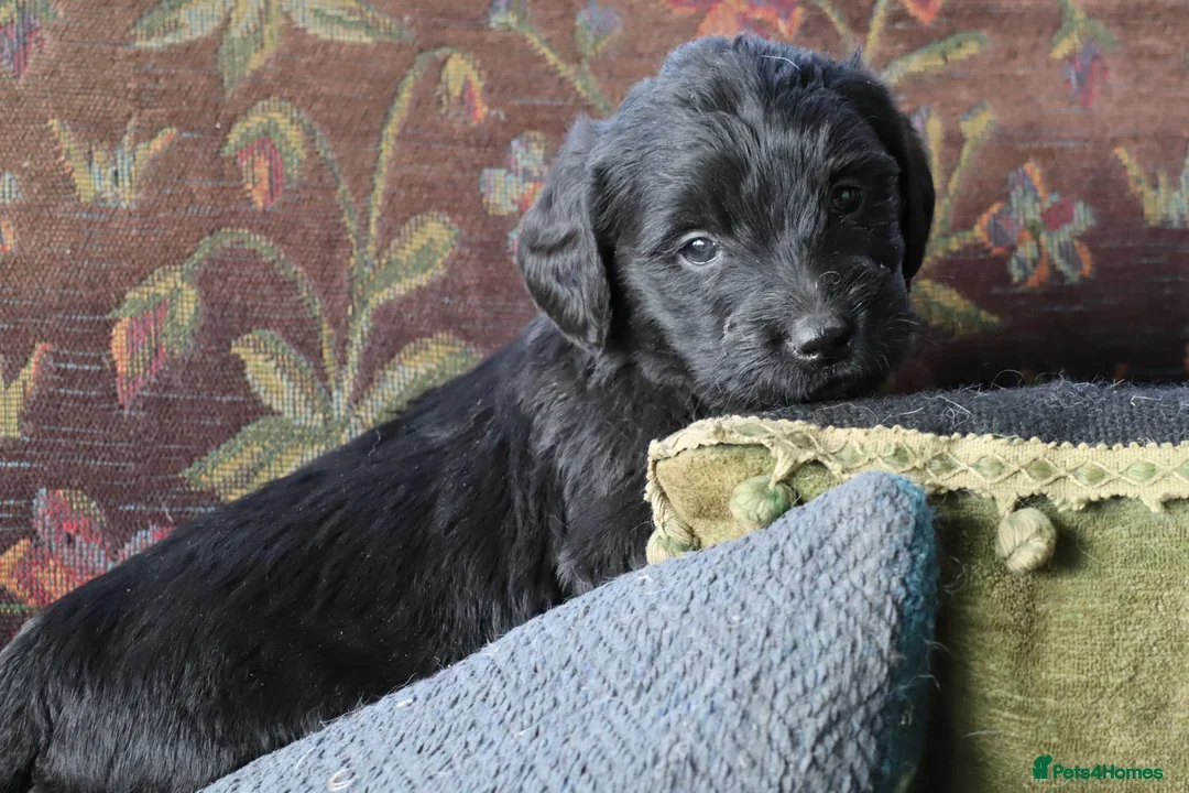 Labradoodle dogs for sale: F3 Labradoodle Puppies Licenced Breeder - Image 20