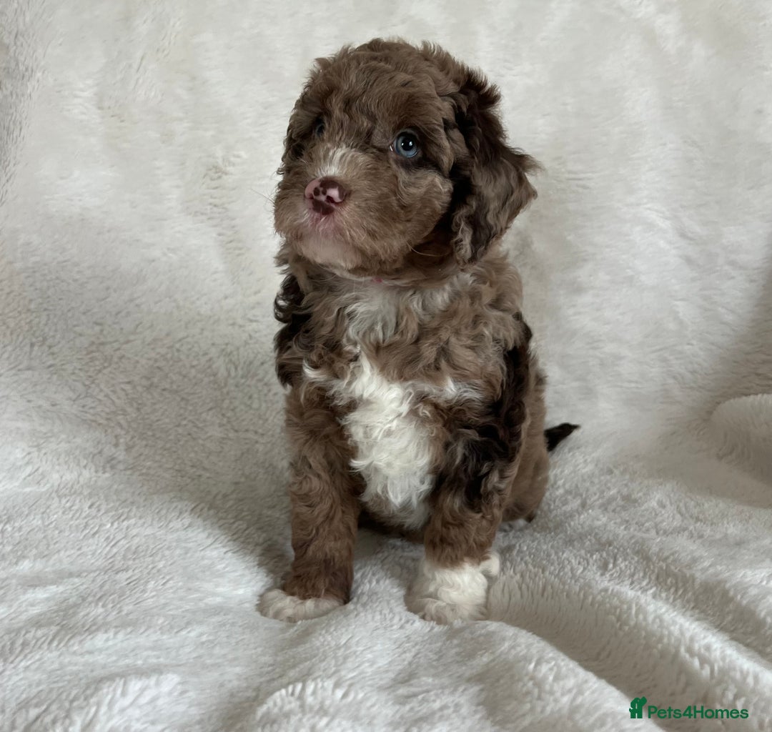 Goldendoodle dogs for sale: Beautiful litter of Goldendoodles  - Image 3