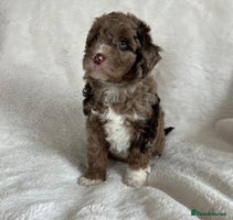 Goldendoodle dogs - Advert 2