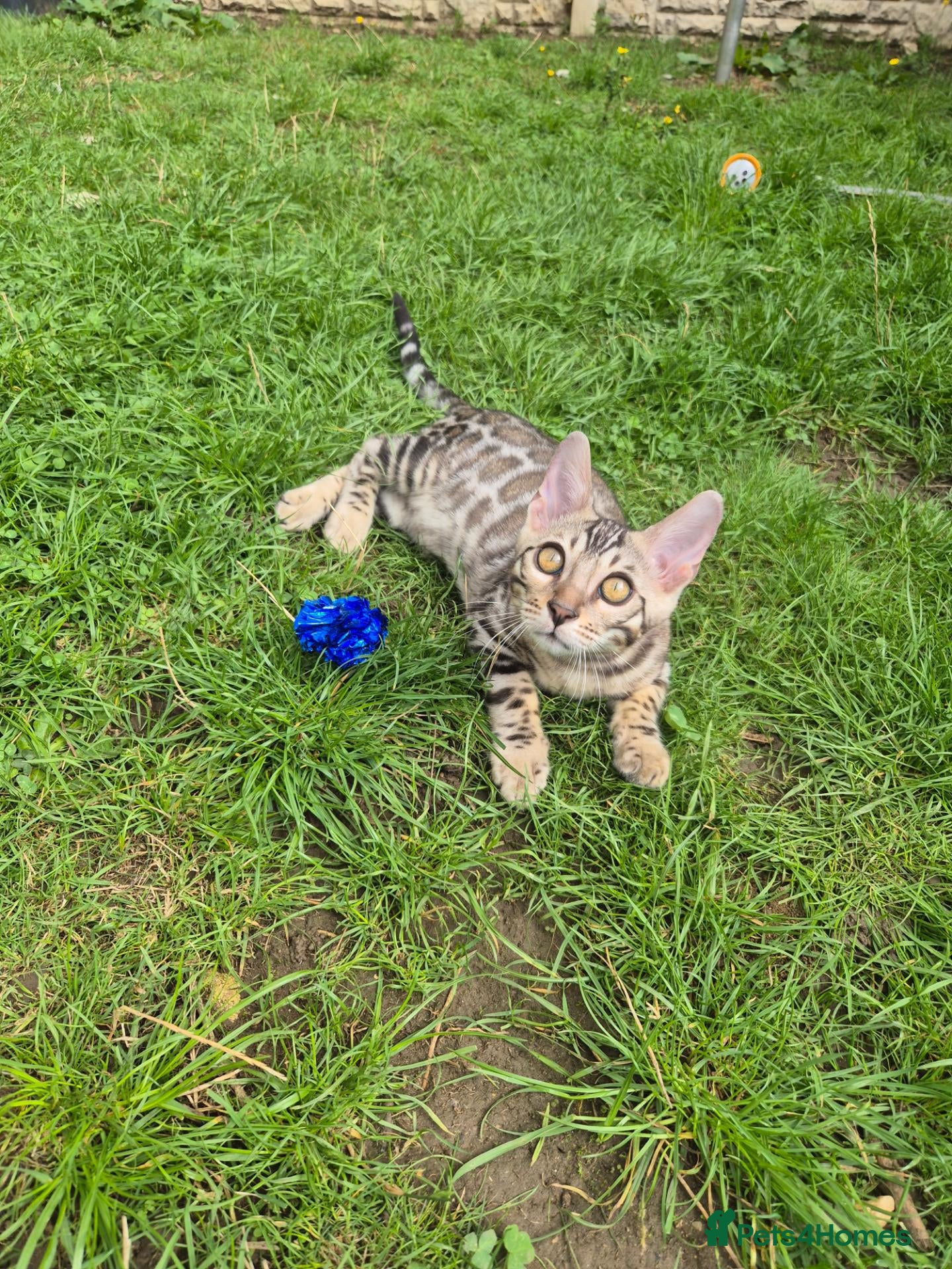 Bengal cats 🥰 2 Gorgeous Bengal Kittens  TICA registered 🥰🫶 - Advert 2