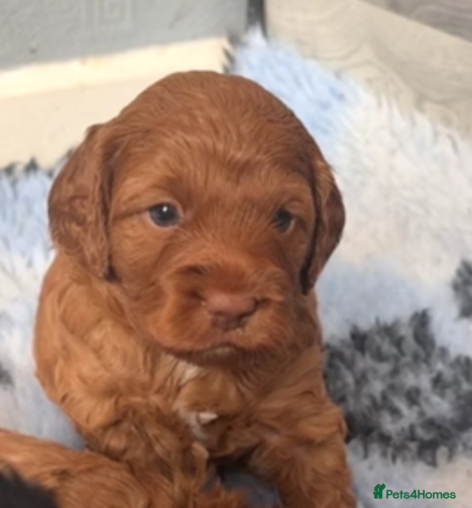 Cockapoo dogs 🐾🐾Beautiful F2 cockapoo puppies🐾🐾 - Advert 15
