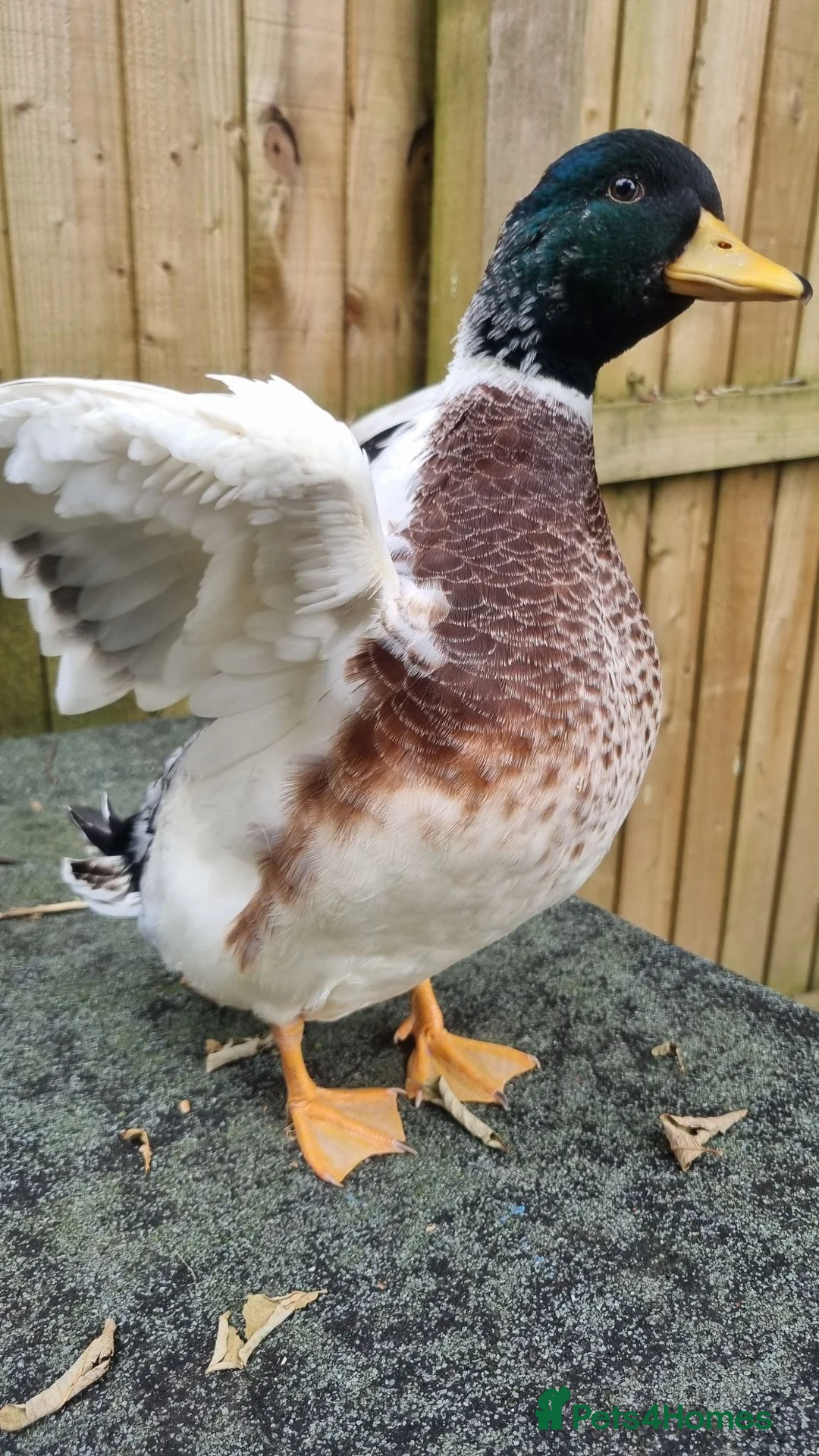 Ducks poultry for sale: Silver Call duckling trio - Advert 7