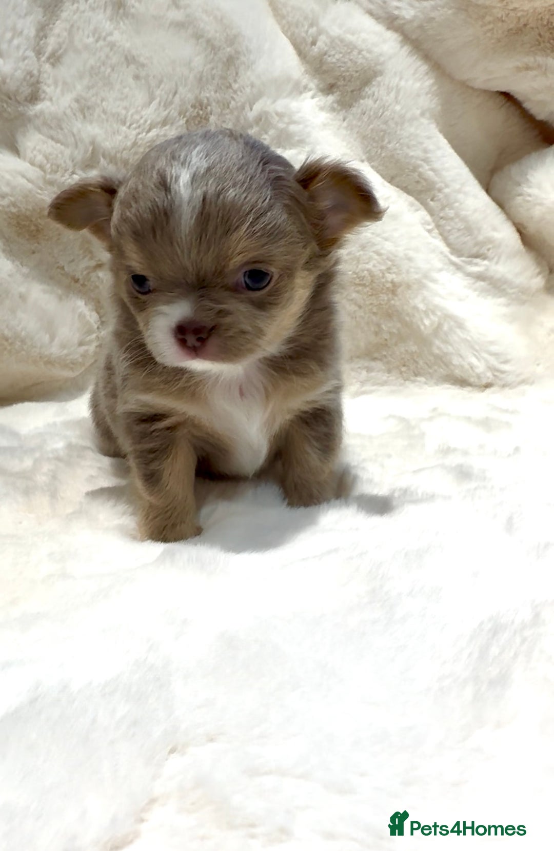 Chihuahua dogs for sale: QUALITY LONG COAT KC CHIHUAHUA PUPPIES  - Advert 5