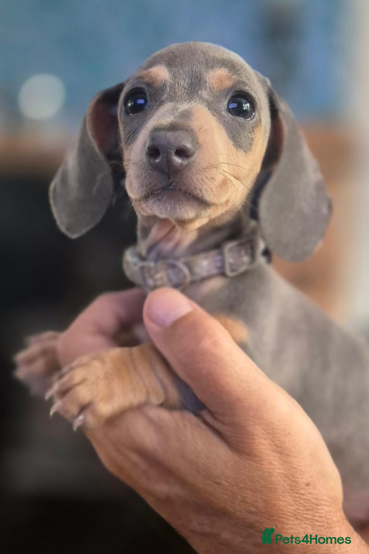 Miniature Dachshund dogs Miniature Dachshund Ready to go last female & male - Advert 15