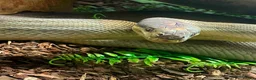 Python Snake reptiles for sale: Liasis Mackloti (Macklots Python)  in Chatham - Advert 5