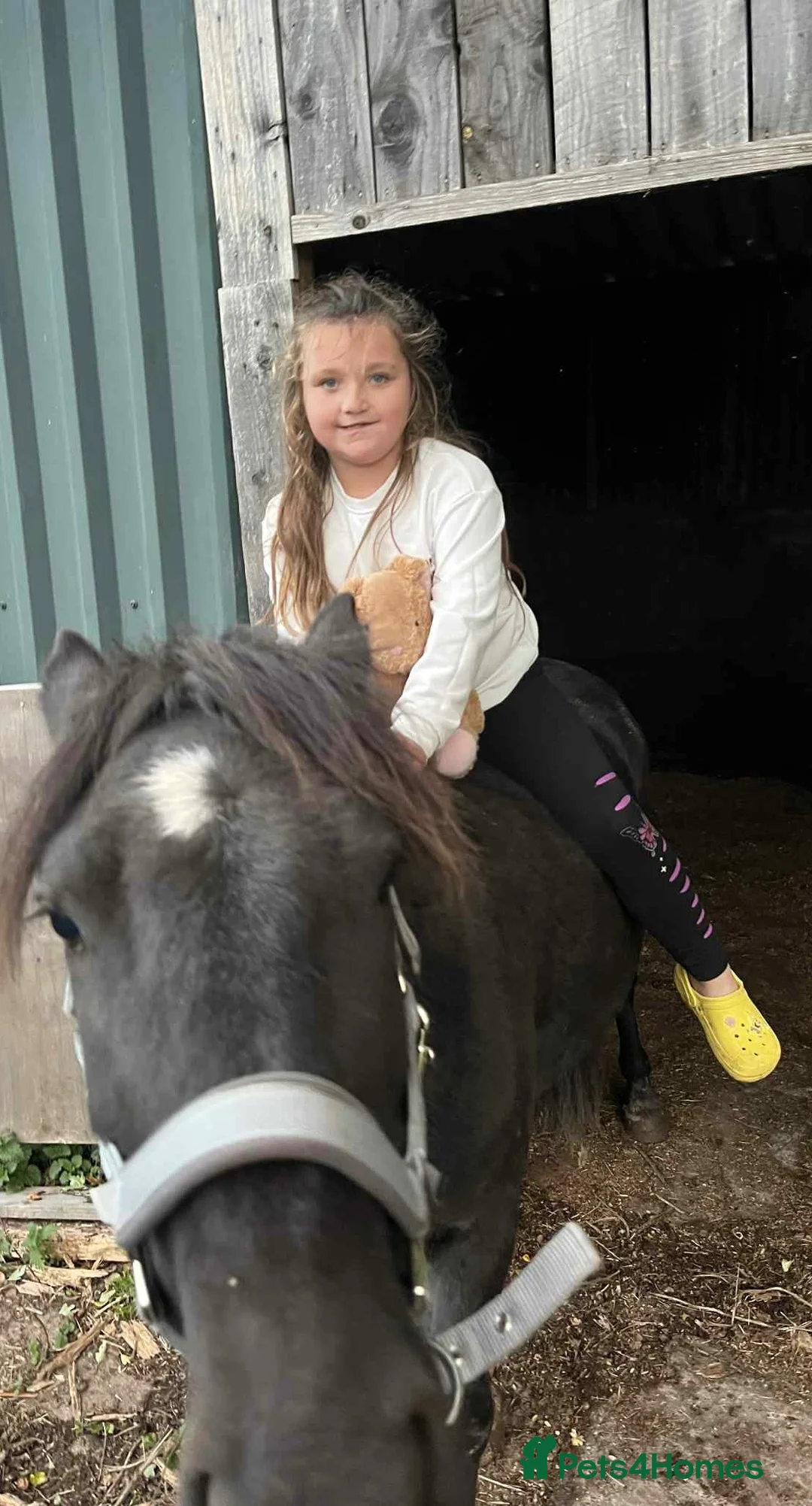 Dartmoor horses for sale: Dartmoor Pony - Charlie  - Advert 5