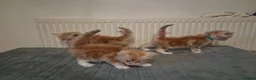 Maine Coon cats for sale: 3 GINGER MAINE COON  KITTENS in Wolverhampton - Advert 3