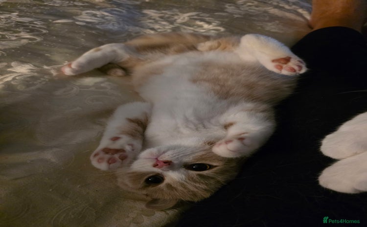 British Shorthair cats - Advert 2