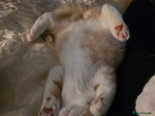 British Shorthair cats - Advert 3