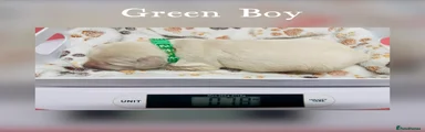 GREEN BOY