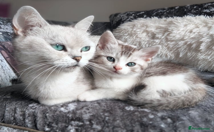 British Shorthair cats - Advert 12