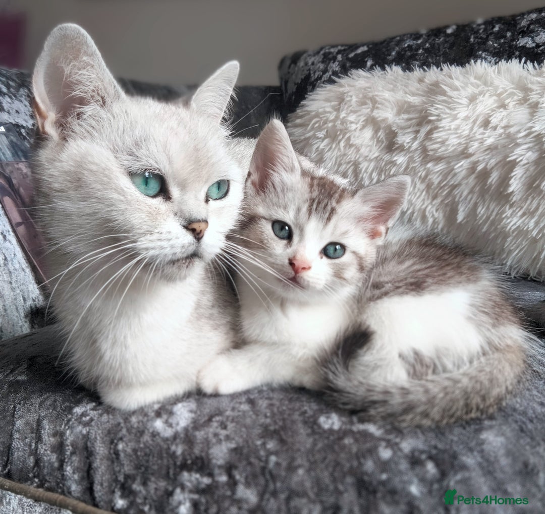 British Shorthair cats for sale: Now Ready to leave! Cute Little British Shorthair - Image 16