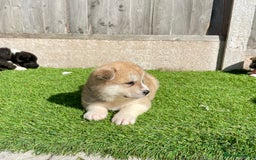 Akita dogs for sale: American Akita Puppys for sale  - Image 11