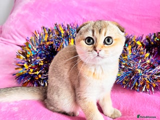 Scottish Fold cats Show quality TICA pedigree kittens - Advert 6