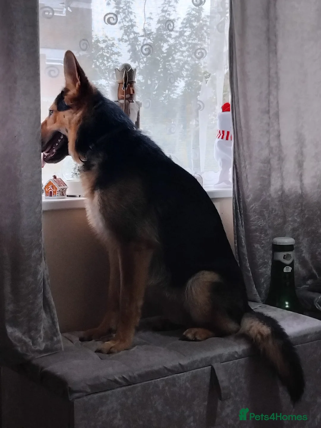 German Shepherd dogs for sale: 2 year old German shepherd  - Advert 3