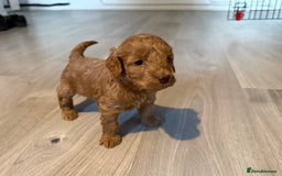 Cockapoo dogs for sale: F1B Cockapoos - Image 14