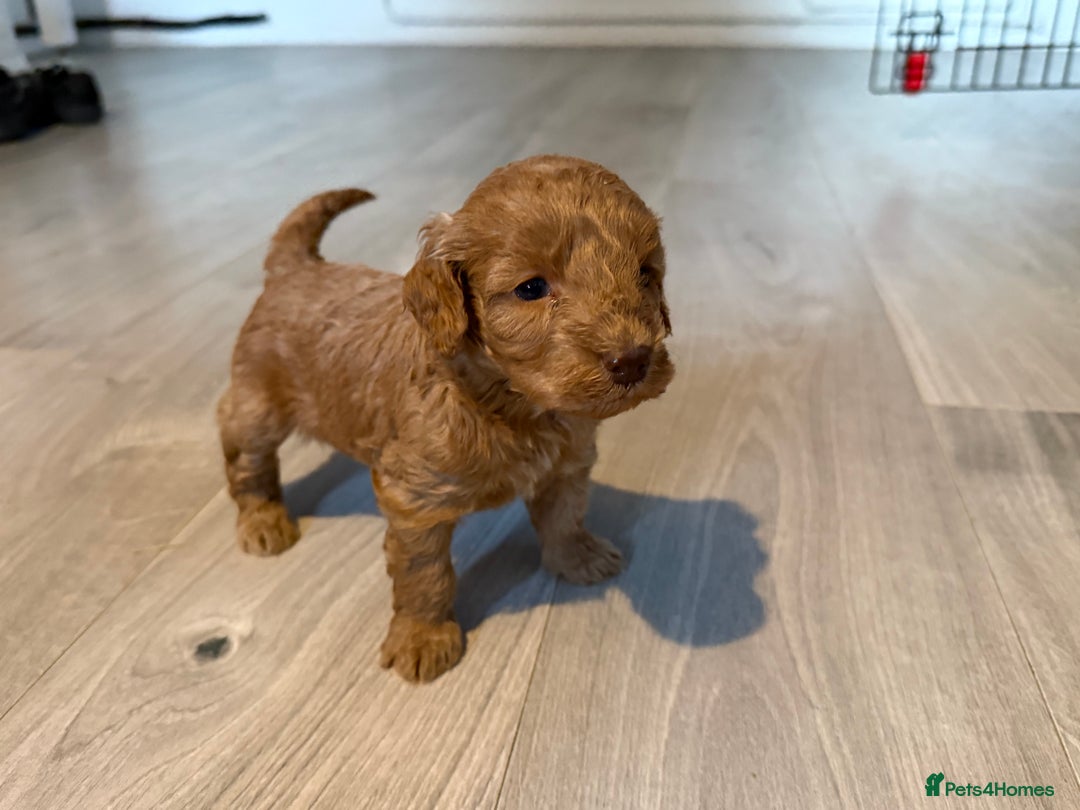 Cockapoo dogs for sale: F1B Cockapoos - Image 14