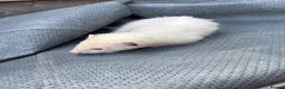 Ferret rodents for sale: Hobs ferrets male ferrets - Advert 1