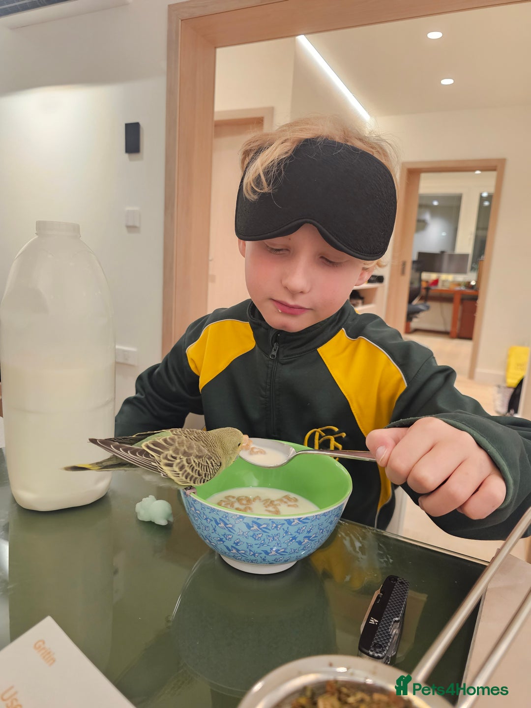 Budgerigars birds for sale: Handtamed beautiful budgies for sale - Image 5