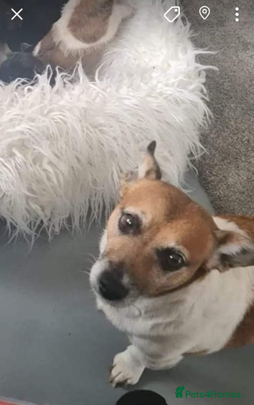 Jack Russell dogs for sale: Jack Russell Puppies | Rough coated | 2 Pups left - Image 12