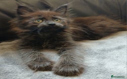 Maine Coon cats for sale: Beautiful girl!! TICA reg Maine Coon Ready Now!! in Diss - Image 2