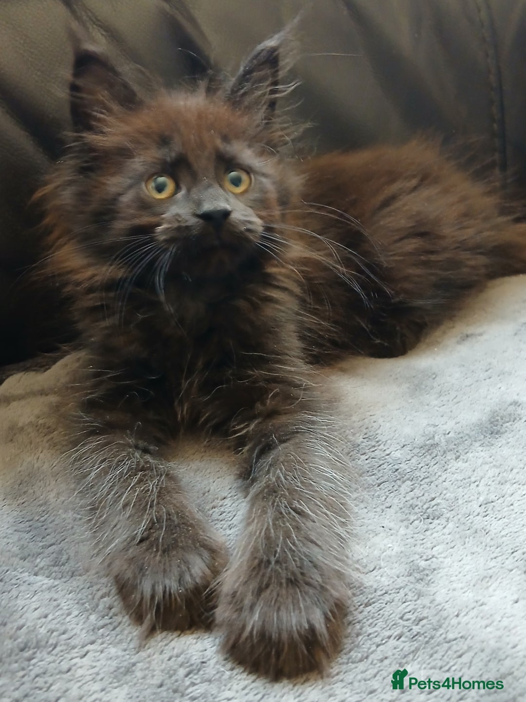 Maine Coon cats for sale: Beautiful girl!! TICA reg Maine Coon Ready Now!! in Diss - Image 2