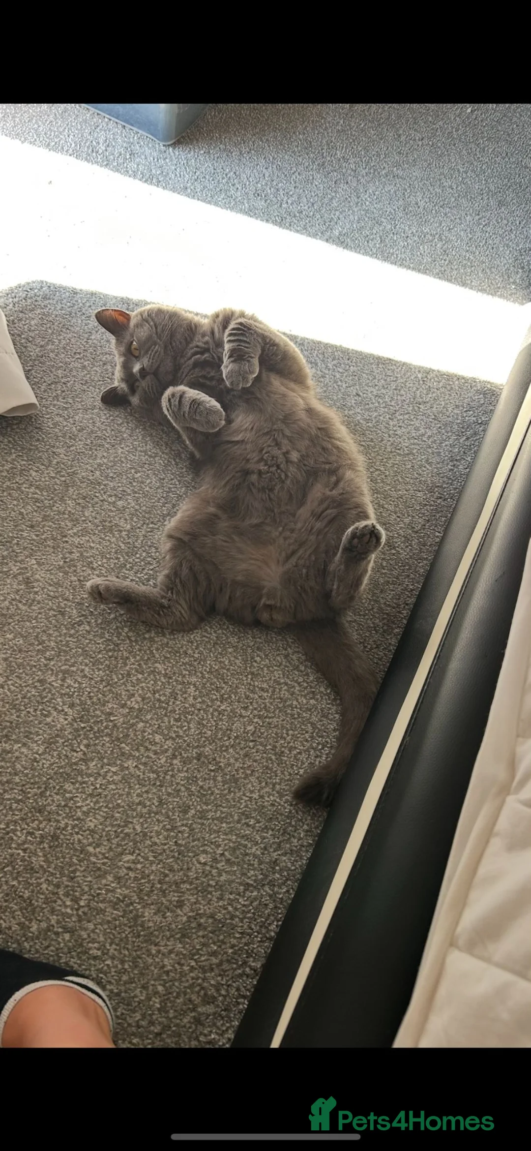 British Shorthair cats for stud: Stud Pedigree Actice Available, Friendly Gentle - Advert 11