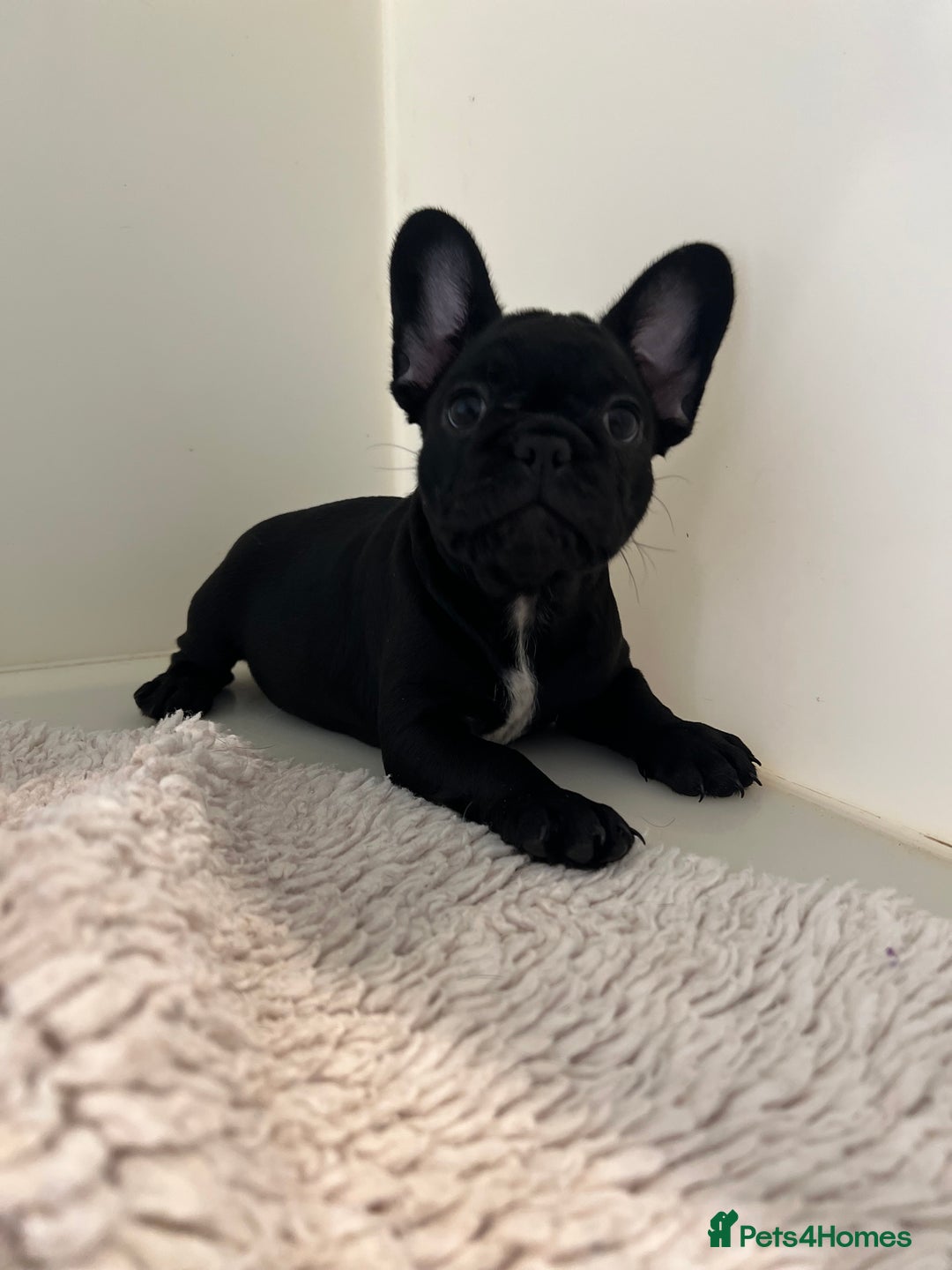 French Bulldog dogs for sale: French Bulldog Puppies  - Image 5