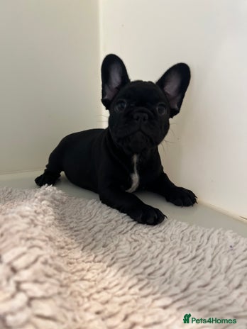 French Bulldog dogs - Advert 1